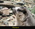 Marmot